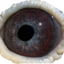 Thumbnail_au2000msmith116-eye