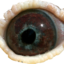 Thumbnail_au2003msmith1832-eye